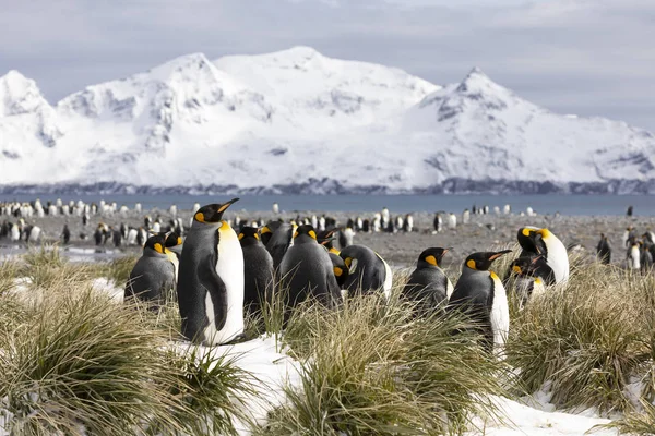 Bir Koloni Kral Penguenler Güney Georgia Antarktika Üzerinde Salisbury Düz — Stok fotoğraf