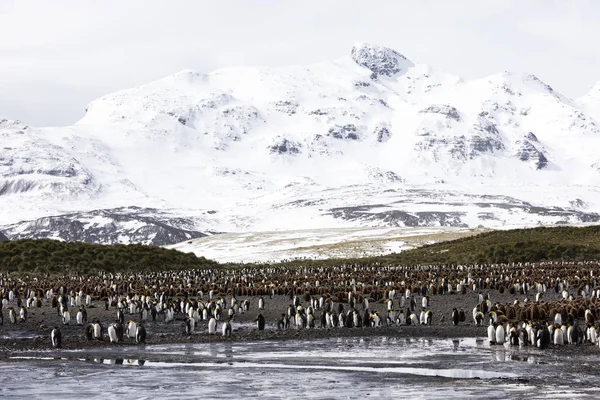 王のコロニー ソールズベリー平原で南極大陸の南ジョージアのコロニーの中心に雛とペンギン — ストック写真