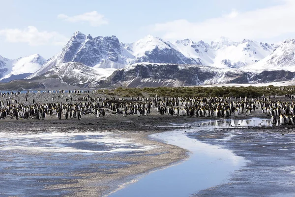 Een Kolonie Van Koning Pinguïns Salisbury Plain South Georgia Antarctica — Stockfoto