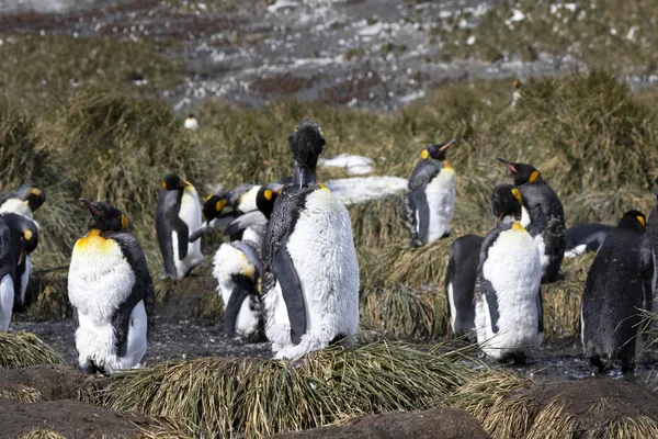 Joven Pingüino Rey Muda Quita Viejo Plumaje Con Pico Llanura —  Fotos de Stock