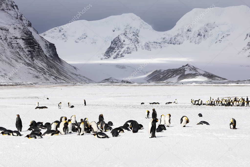 A colony of king penguins on Salisbury Plain on South Georgia in Antarctica