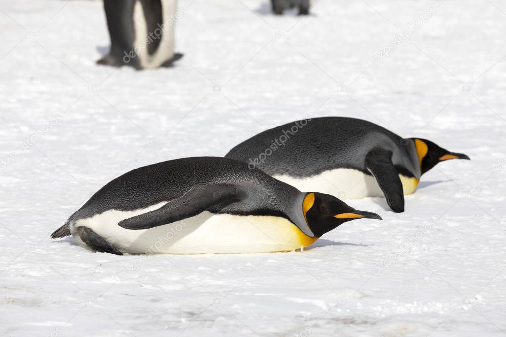 two king penguins have laid to rest on Salisbury Plain on South Georgia in Antarctica