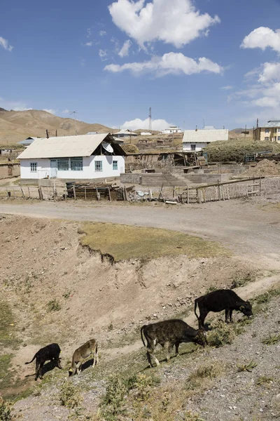 Maison Résidentielle Avec Vaches Ville Frontalière Sary Tash Kirghizistan Tadjikistan — Photo