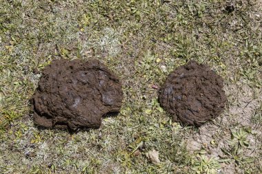 Close-up of cow dung clipart