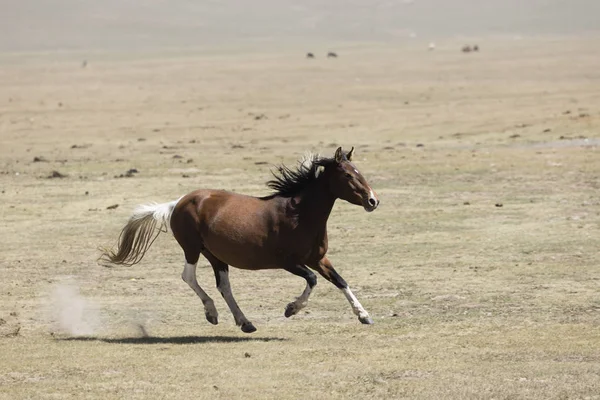 Cavallo Galoppa Attraverso Steppa Lago Song Kul Kirghizistan — Foto Stock