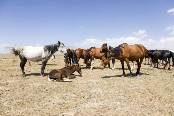 Troupeau Chevaux Lac Song Kul Kirghizistan — Photo