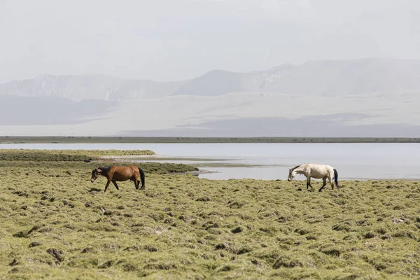 Två Hästar Springa Från Låt Kul Lake Kirgizistan Mot Stäppen — Stockfoto