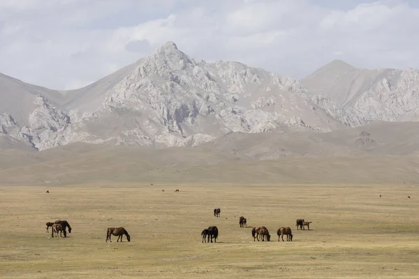 Стада Коней Мирно Пасеться Степу Пісню Куль Озера Киргизстані — стокове фото