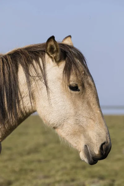 Gros Plan Une Tête Cheval Lac Song Kul Kirghizistan — Photo