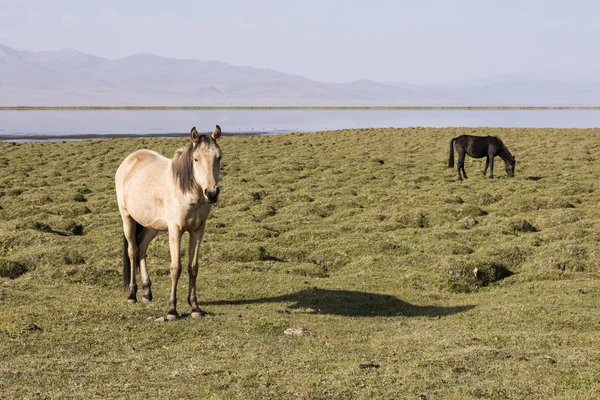 Cheval Tient Dans Steppe Lac Song Kul Kirghizistan — Photo