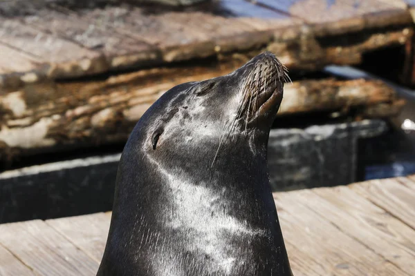 Lew morski trzyma głowę w powietrzu i cieszy się promienie słoneczne. Lwy morskie w San Francisco Pier 39 Fisherman's Wharf stał się atrakcją turystyczną. — Zdjęcie stockowe