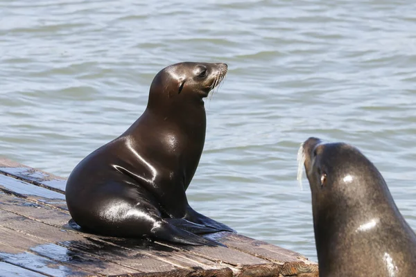 Siedząc na ponton dwa lwy morskie. Lwy morskie w San Francisco Pier 39 Fisherman's Wharf stał się atrakcją turystyczną. — Zdjęcie stockowe