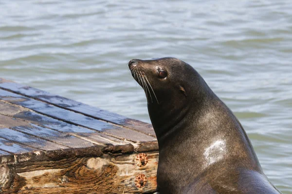 A sea lion sticks its head in the air and enjoys the sunbeams. Sea Lions at San Francisco Pier 39 Fisherman's Wharf has become a major tourist attraction. — Stock Photo, Image