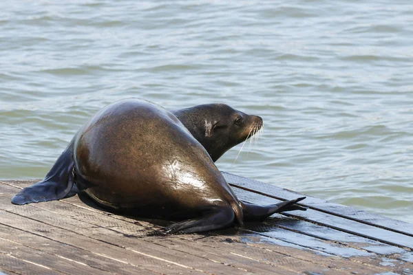 Un lobo marino canta al sol. Sea Lions en el muelle de San Francisco 39 Fisherman 's Wharf se ha convertido en una importante atracción turística . — Foto de Stock