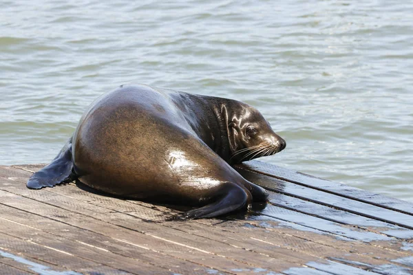 一只海狮在阳光下懒洋洋地躺。在旧金山码头的海狮39渔人码头已成为一个主要的旅游景点. — 图库照片