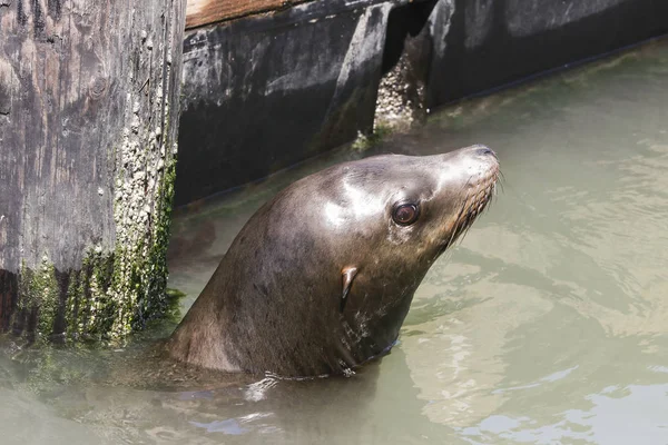 A sea lion swims past the pier and looks out of the water. Sea Lions at San Francisco Pier 39 Fisherman's Wharf has become a major tourist attraction. — Stock Photo, Image