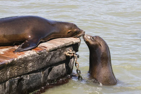 Dos lobos marinos olfateándose. Sea Lions en el muelle de San Francisco 39 Fisherman 's Wharf se ha convertido en una importante atracción turística . —  Fotos de Stock