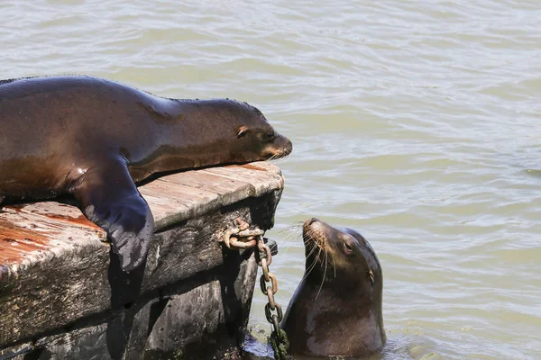 Två sjölejon sniffa varandra. Sjölejon på San Francisco Pier 39 Fisherman's Wharf har blivit en stor turistattraktion. — Stockfoto