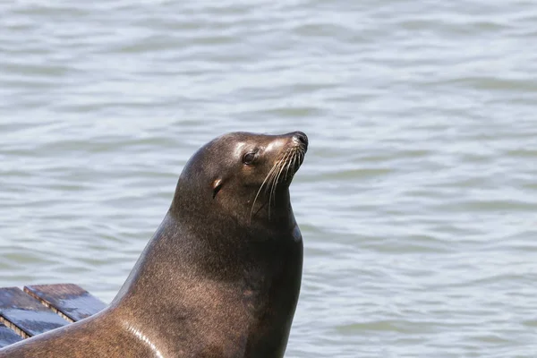 A sea lion sticks its head in the air and enjoys the sunbeams. Sea Lions at San Francisco Pier 39 Fisherman's Wharf has become a major tourist attraction. — Stock Image A sea lion sticks its head in the air and enjoys the sunbeams. Sea Lions at San Francisco Pier 39 Fisherman's Wharf has become a major tourist attraction. Stock Photo
