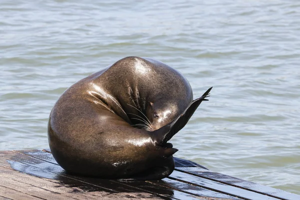 A sea lion is doing body care on his belly. Sea Lions at San Francisco Pier 39 Fisherman's Wharf has become a major tourist attraction. — Stock Image A sea lion is doing body care on his belly. Sea Lions at San Francisco Pier 39 Fisherman's Wharf has become a major tourist attraction. Royalty Free Stock Photos