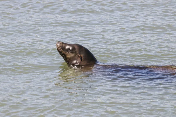 A sea lion looks curiously out of the water. Sea Lions at San Francisco Pier 39 Fisherman's Wharf has become a major tourist attraction. — Stock Image A sea lion looks curiously out of the water. Sea Lions at San Francisco Pier 39 Fisherman's Wharf has become a major tourist attraction. Stock Image