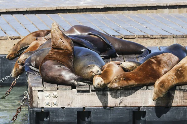 Many sea lions lie on a raft and bathe in the sun. Sea Lions at San Francisco Pier 39 Fisherman's Wharf has become a major tourist attraction. — Stock Image Many sea lions lie on a raft and bathe in the sun. Sea Lions at San Francisco Pier 39 Fisherman's Wharf has become a major tourist attraction. Stock Photo