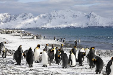 Kral penguenler Güney Georgia Antarktika içinde Salisbury Plajı ovada üzerinde