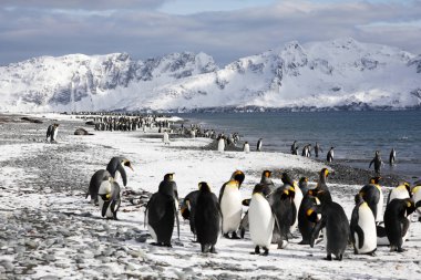 Kral penguenler Güney Georgia Antarktika içinde Salisbury Plajı ovada üzerinde