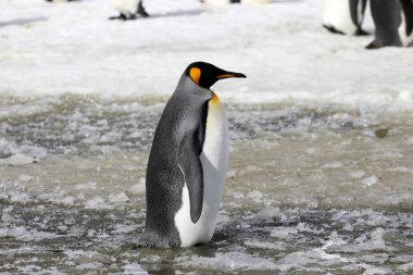 Bir kral penguen rüşvet Salisbury düz Güney Gürcistan'da Antarktika üzerinde üzerinde duruyor
