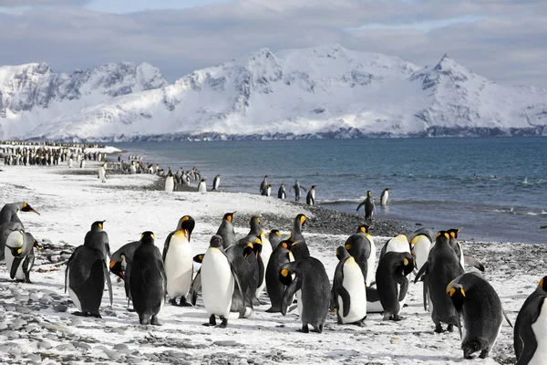 Pingüinos rey en la playa de la llanura de Salisbury en Georgia del Sur en la Antártida —  Fotos de Stock