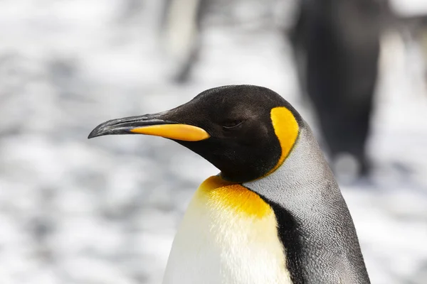 Primer plano de un pingüino rey en la llanura de Salisbury en Georgia del Sur en la Antártida —  Fotos de Stock