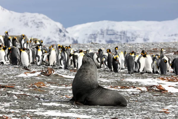 Una giovane foca pelliccia posa di fronte a una colonia di pinguini re sulla pianura di Salisbury, nella Georgia del Sud, nell'Antartide. — Foto Stock