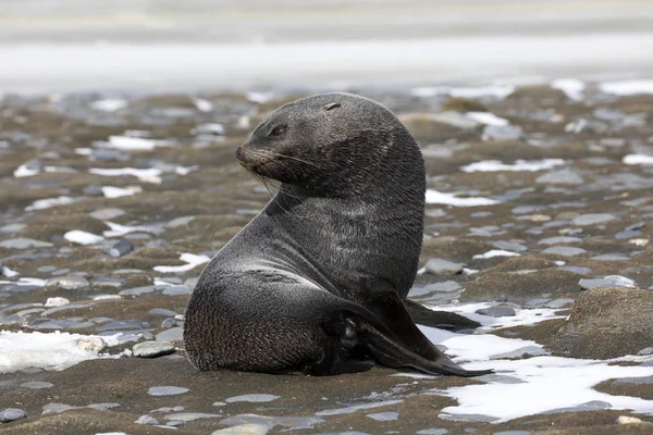 Una joven foca de piel en la llanura de Salisbury en Georgia del Sur en la Antártida — Foto de Stock