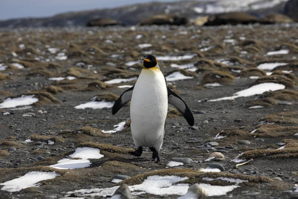 King Penguin court sur la plage de Salisbury Plain en Géorgie du Sud en Antarctique — Photo