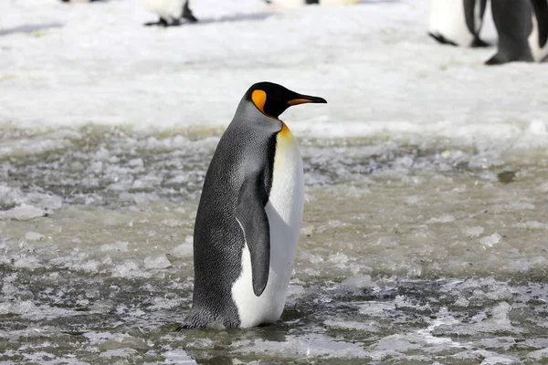 A king penguin stands in slush on Salisbury Plain on South Georgia in the Antarctic — Stock Photo, Image