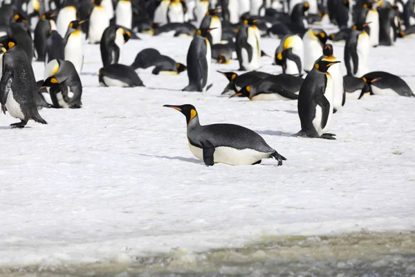 Um pinguim-rei foi descansar na planície de Salisbury, na Geórgia do Sul, na Antártida — Fotografia de Stock