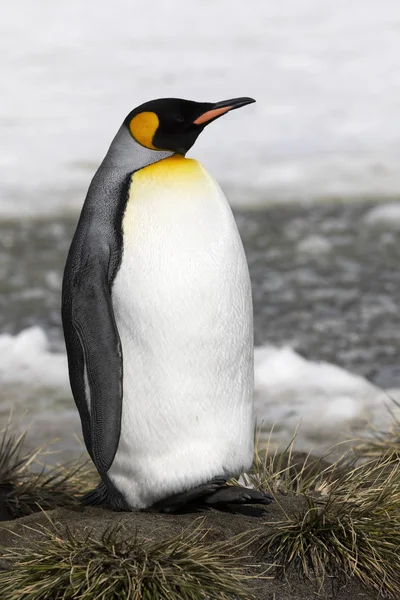 Un pingüino rey descansa en un pequeño montículo en la llanura de Salisbury en Georgia del Sur en la Antártida — Foto de Stock