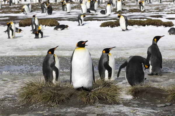 王ペンギンは、南極大陸、南ジョージアにソールズベリー平原の小さなマウンドにかかっています。 — ストック写真