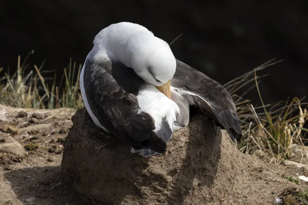 Albatros Cejas Negras Sienta Nido Limpia Sus Plumas Con Pico —  Fotos de Stock