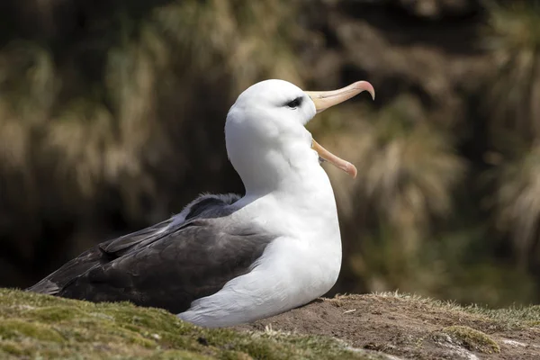 Μαύρο Browed Albatross Κάθεται Στη Φωλιά Του Και Έχει Ορθάνοιχτο — Φωτογραφία Αρχείου