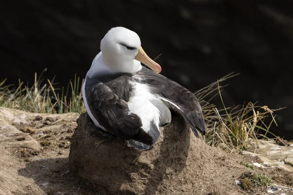 Albatros Bruns Assoit Sur Son Nid Sur Île Saunders Aux — Photo