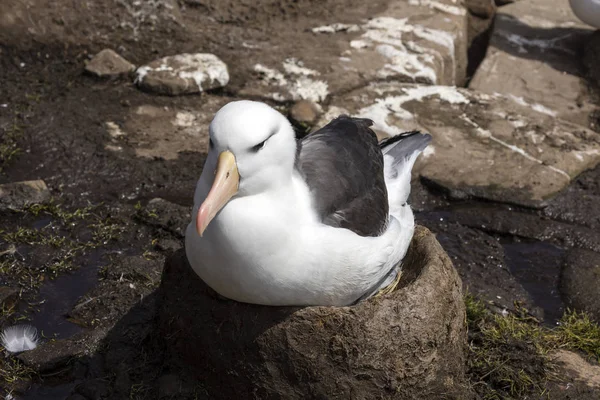 Μαύρο Browed Albatross Κάθεται Στην Φωλιά Του Νησιού Saunders Νήσοι — Φωτογραφία Αρχείου