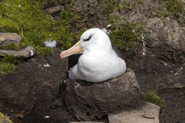 Schwarzbrauenalbatros Sitzt Auf Seinem Nest Auf Saunders Island Den Falklandinseln — Stockfoto