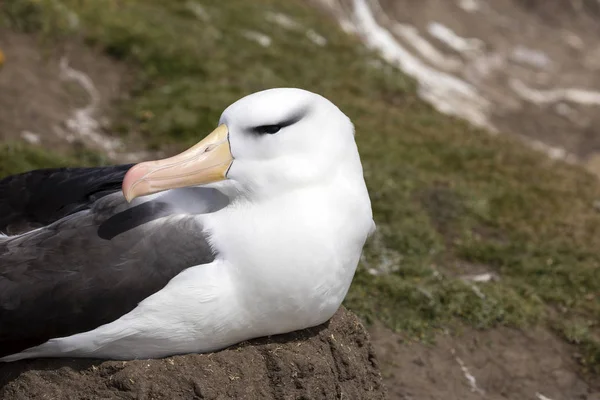 Svartbrynad Albatross Sitter Sitt Saunders Island Falklandsöarna — Stockfoto