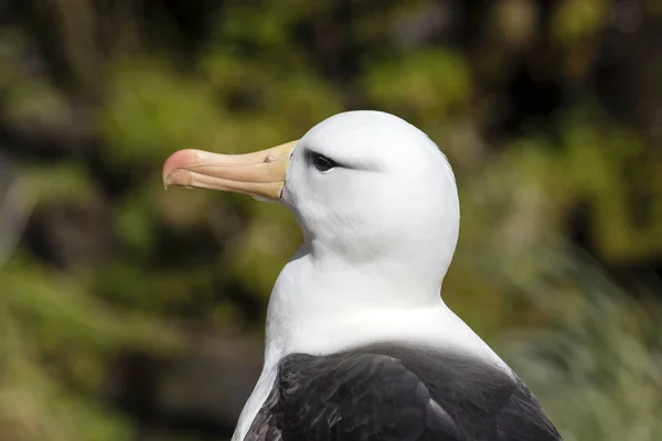 Detail Hlavy Černý Starý Albatros Saunders Island Faerské Ostrovy — Stock fotografie