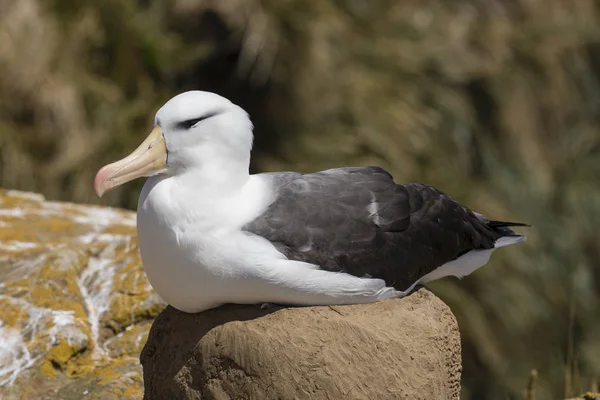 Albatros Cejas Negras Sienta Nido Isla Saunders Islas Malvinas — Foto de Stock