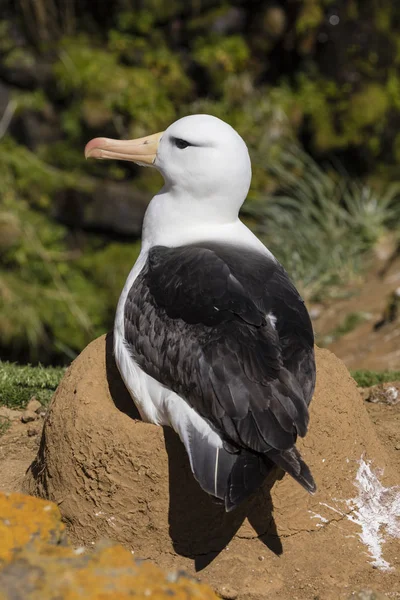 Μαύρο Browed Albatross Κάθεται Στην Φωλιά Του Νησιού Saunders Νήσοι — Φωτογραφία Αρχείου