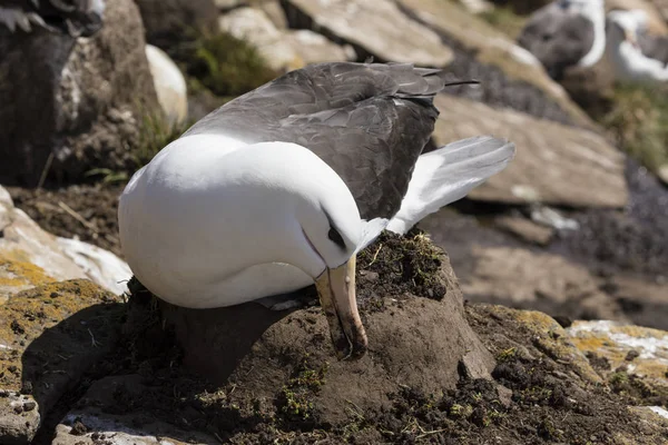 Μαύρο Browed Albatross Κάθεται Στη Φωλιά Του Και Αρπάζει Ρύπο — Φωτογραφία Αρχείου