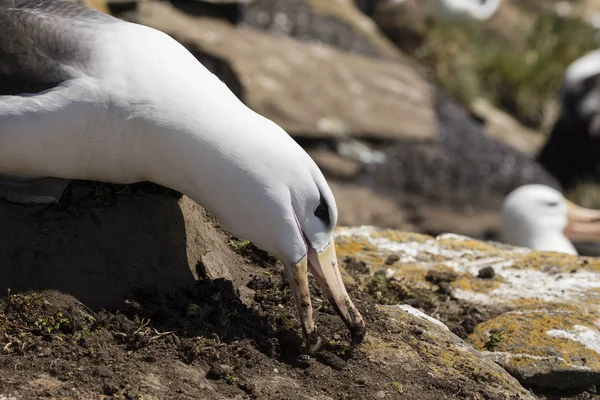 マユグロアホウドリ彼の巣に座っているし サンダース島 フォークランド諸島に巣を補強するために彼のくちばしで土をつかむ — ストック写真