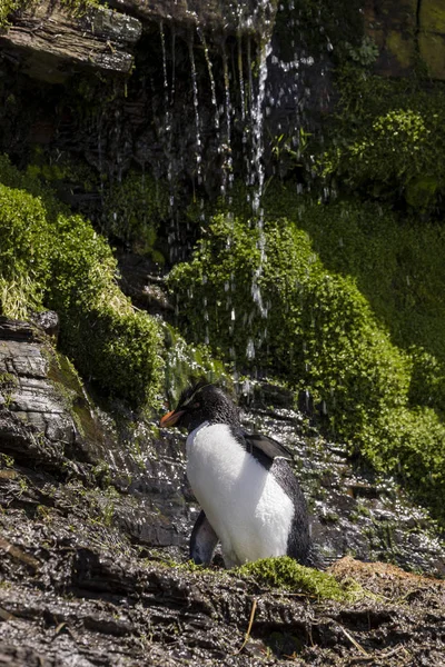 福克兰群岛桑德斯岛上的一只跳岩企鹅在瀑布下洗澡 — 图库照片